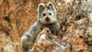 Why is the Ili pika disappearing?