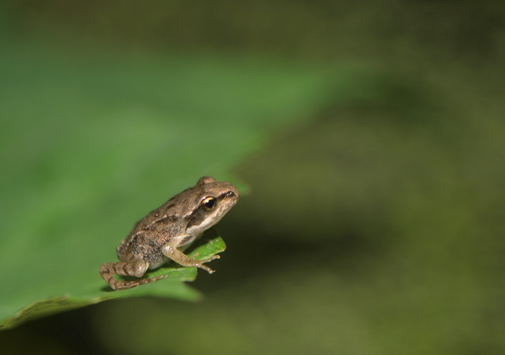 Smallest frog may be the smallest vertebrate too