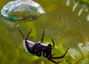 Why do diving bell spider create bells?