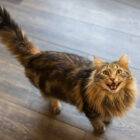 Do cats imitate human voices?