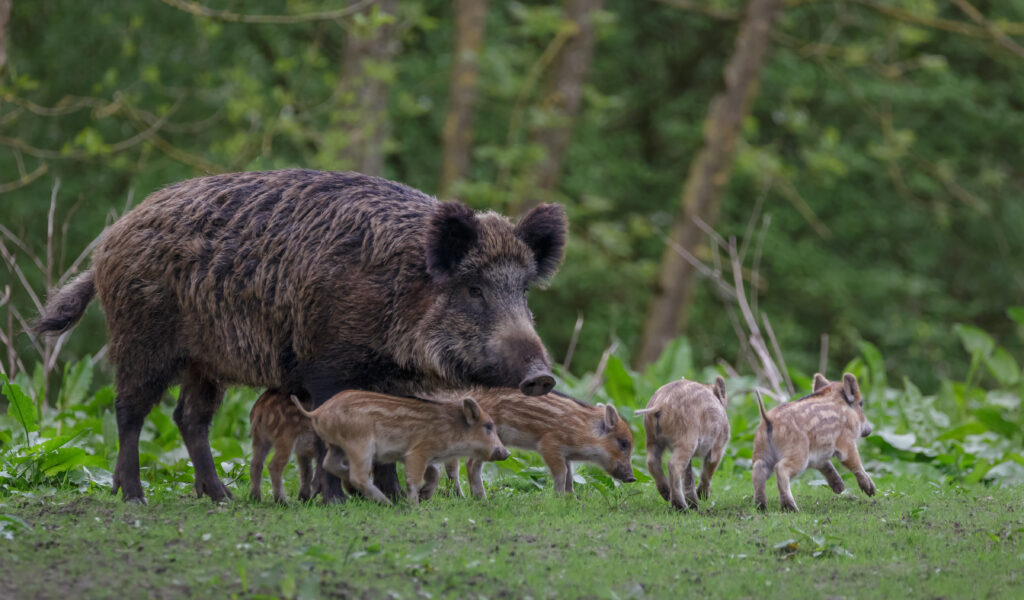 Lifestyle and diet of the wild boar