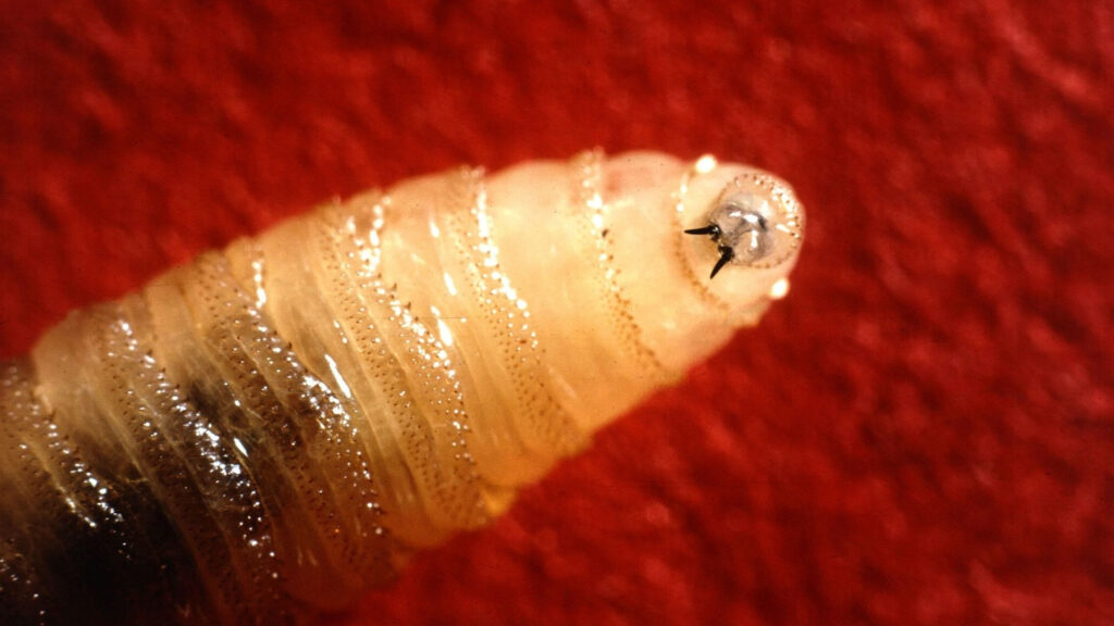 What is a Screwworm?