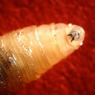 What is a Screwworm?