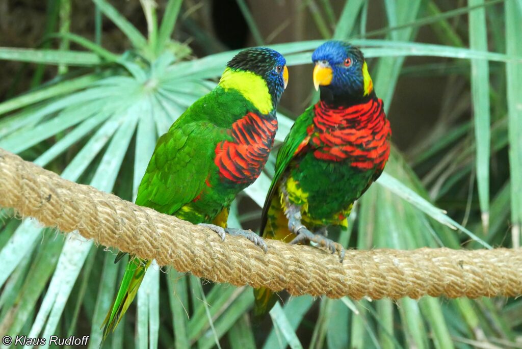 What Is Lorikeet Paralysis Syndrome?
