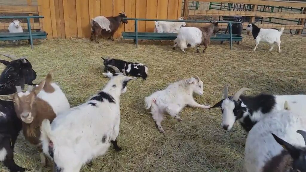 Myotonic goats, also known as "fainting goats"