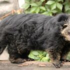 Why does the Binturong smell like popcorn?