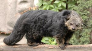 Why does the Binturong smell like popcorn?