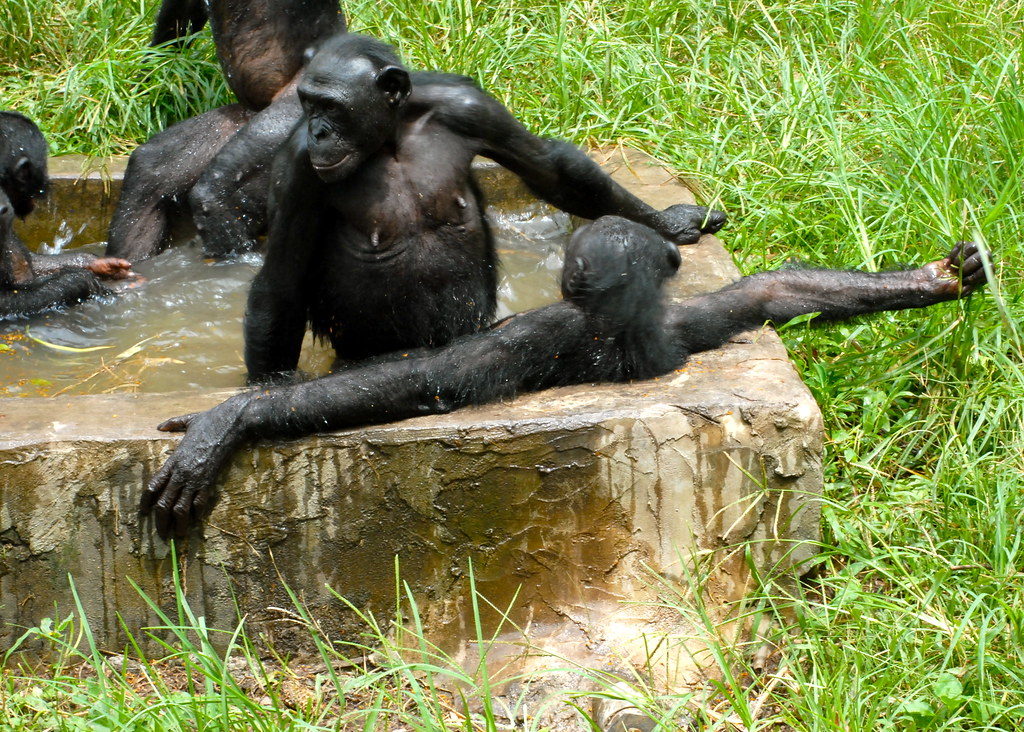 Do bonobos resolve conflicts with sex?