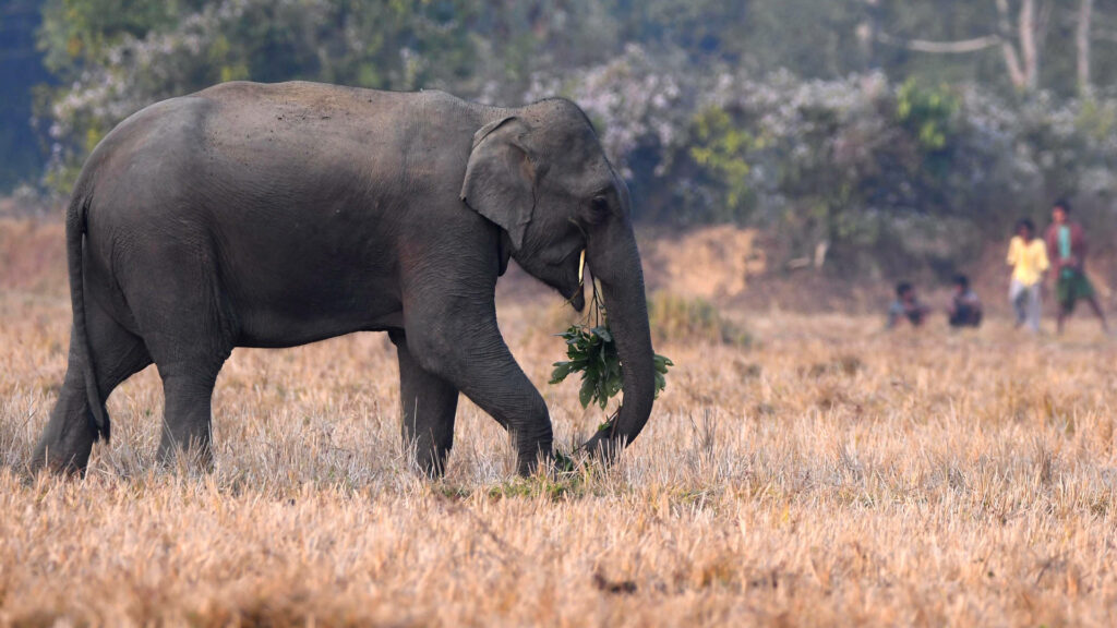 Do Elephants Grieve and Mourn Their Dead?