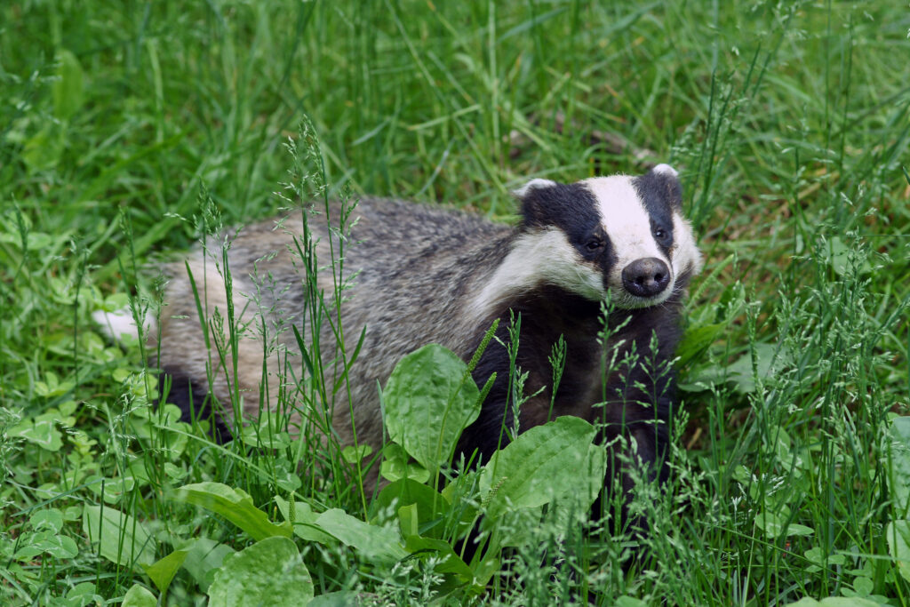 Are badgers aggressive and dangerous?