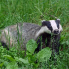 Are badgers aggressive and dangerous?