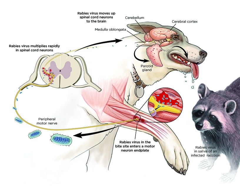 The Symptoms Of Rabies In Animals