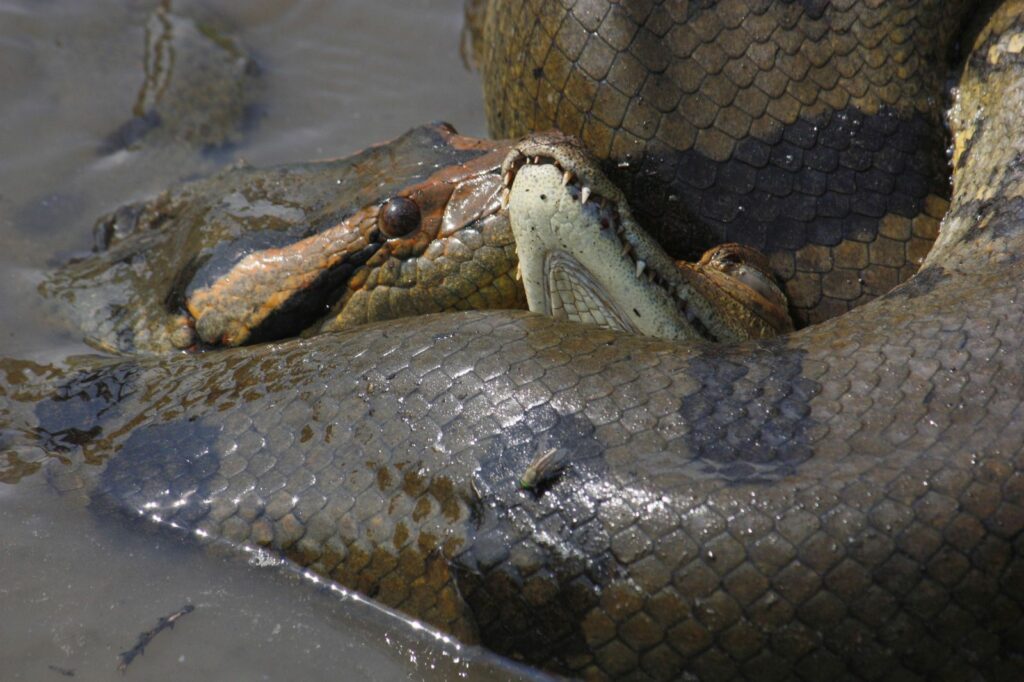 Anacondas adjust the intensity of constriction based on the size and resistance of their prey