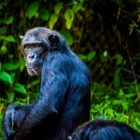 Do Bondo Apes Really Exist?