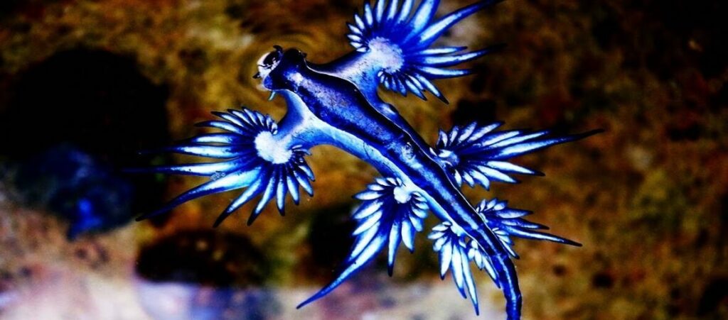 Why Is the Blue Sea Dragon Dangerous?