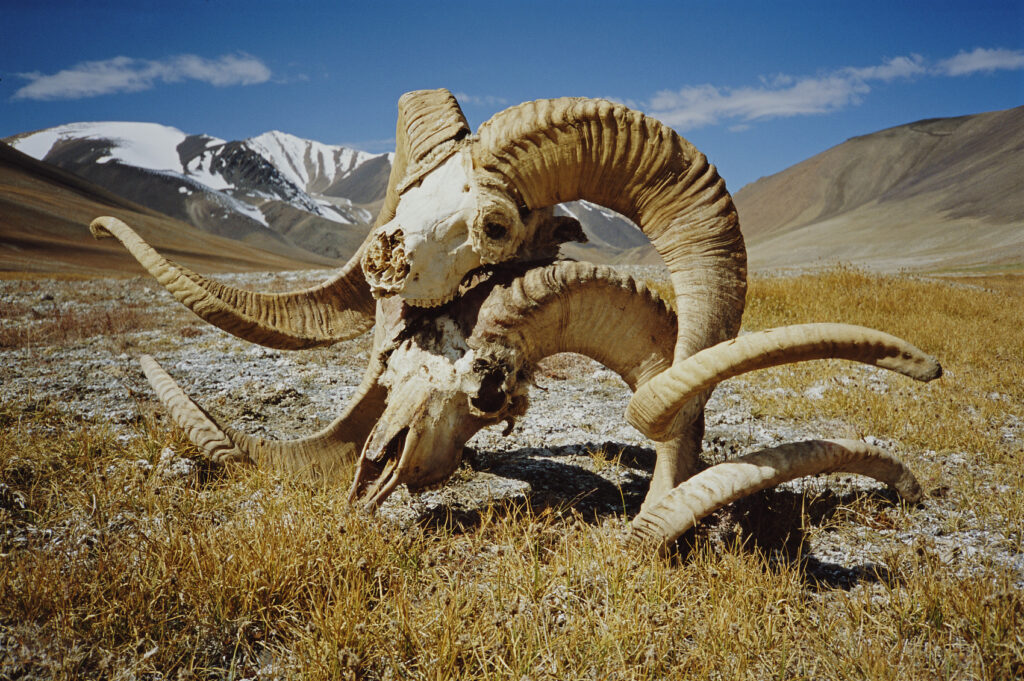 The skulls of two Marco Polo sheep in northeastern Afghanistan