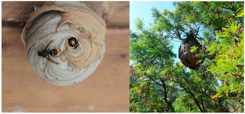 Asian Hornets nests are marvels of engineering, resembling large eggs made of paper.