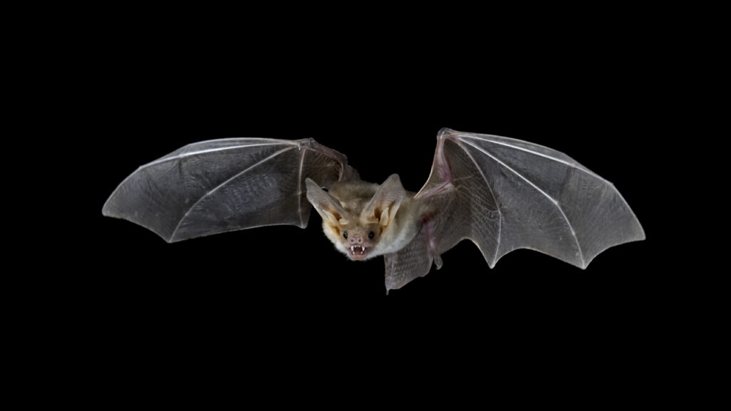 Are bats blind?