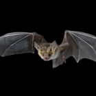 Are bats blind?