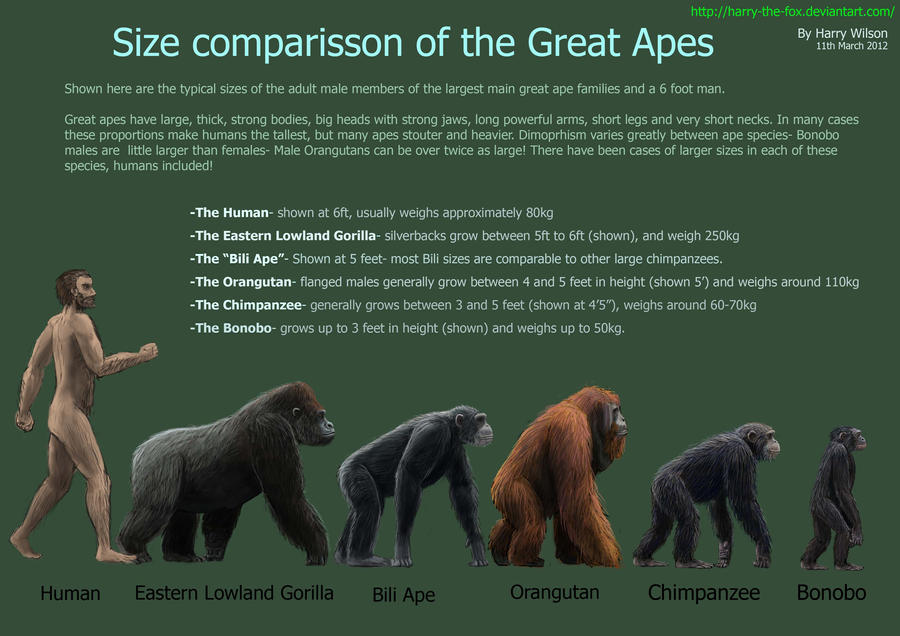 Size comparison between humans and great apes like the Bili ape