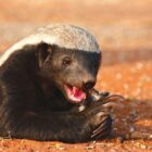 Why Honey Badgers Don't Care