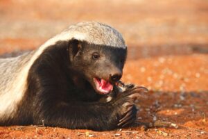 Why Honey Badgers Don't Care
