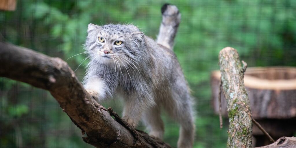 Pallas Cat at the Smithsonian's National Zoo