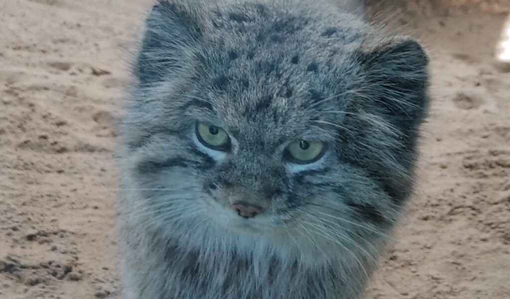 Are Pallas Cats grumpy?