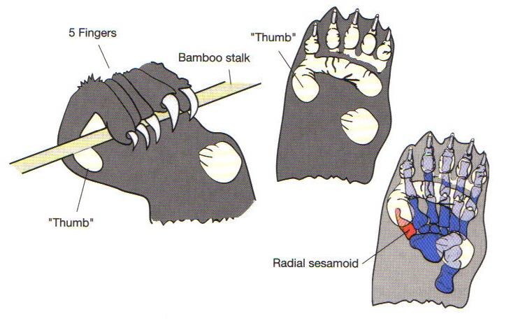 red pandas have a specialized wrist bone called the "false thumb"