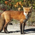 What to Do When Encountering a Fox