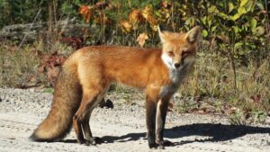 What to Do When Encountering a Fox