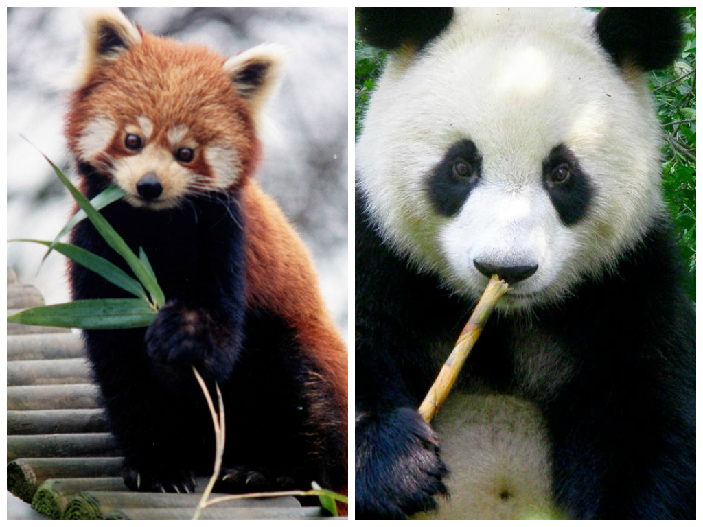 Behavior and Ecology of Red Pandas vs True Pandas