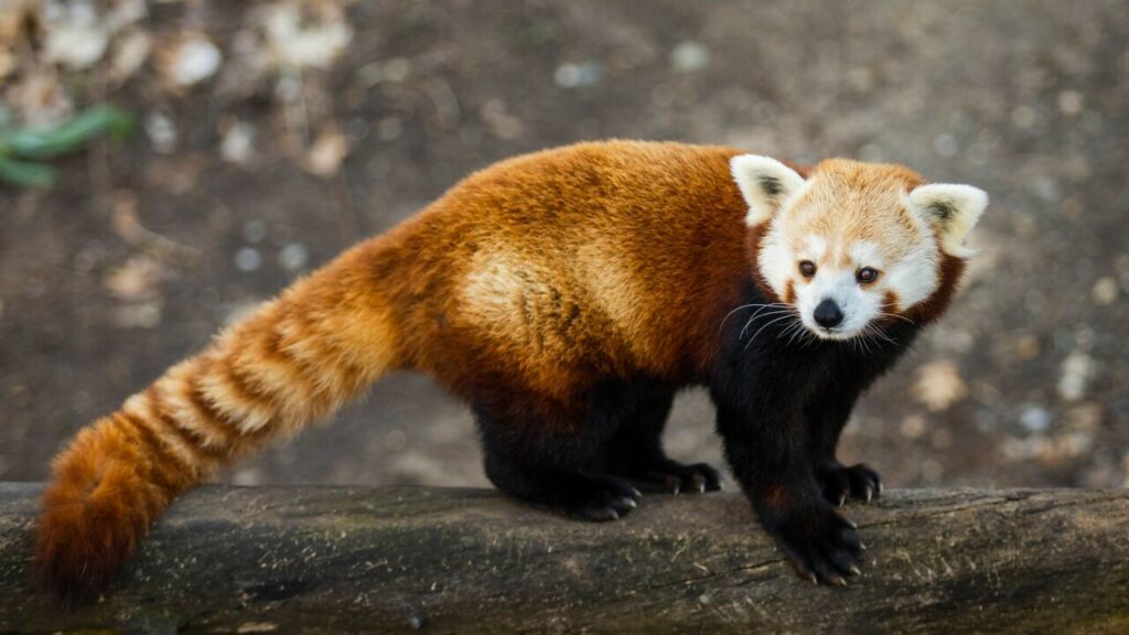 Is the Red Panda a true panda?