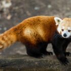 Is the Red Panda a true panda?