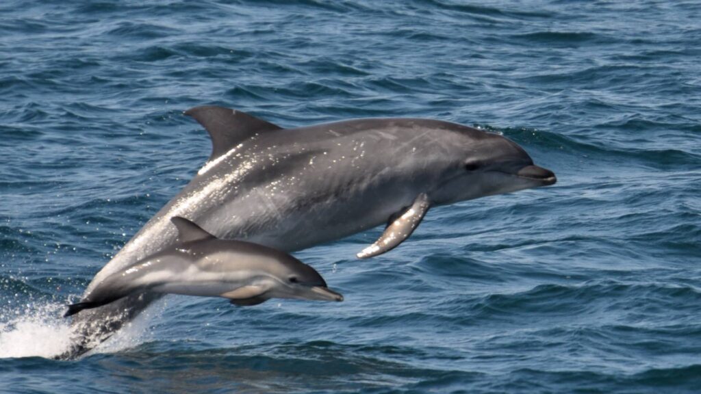 Do wild dolphins have individual names?