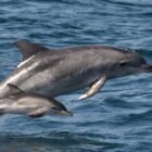 Do wild dolphins have individual names?
