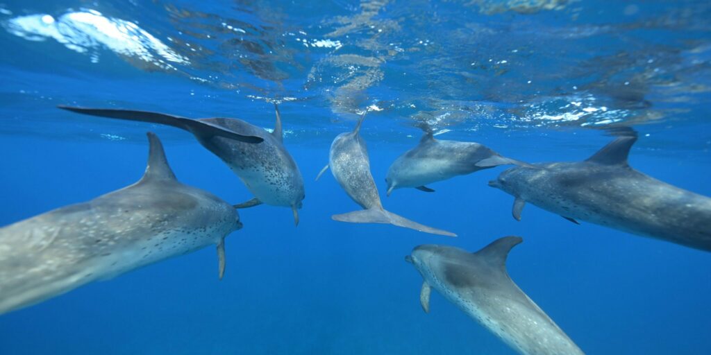 Do wild dolphins have individual names?