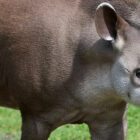 Why is the Tapir a "living fossil"?