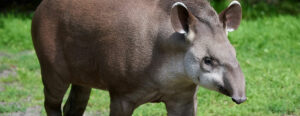 Why is the Tapir a "living fossil"?