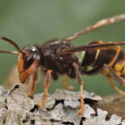 Why Are Asian Hornets So Dangerous to Bees?