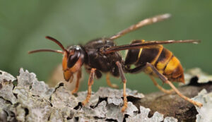 Why Are Asian Hornets So Dangerous to Bees?