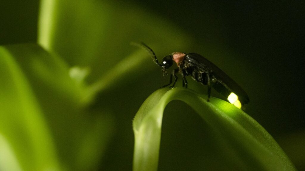 Firefly