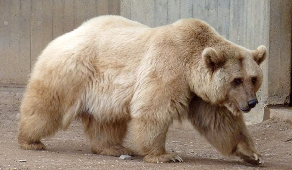 Pizzly Bears in Captivity