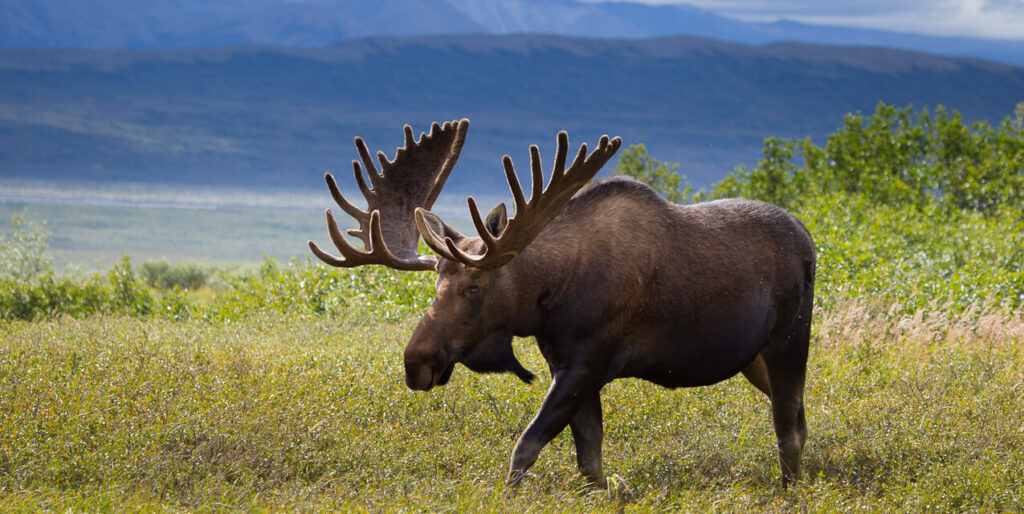 Moose are renowned for their impressive size