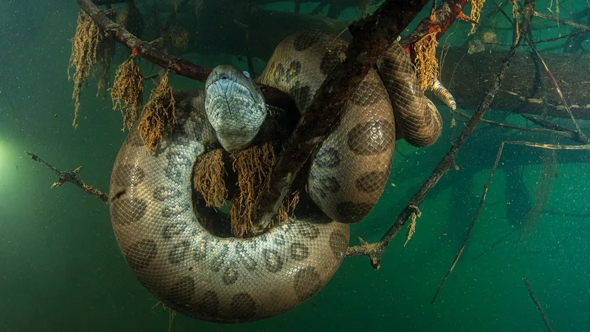 Weird Animals Of The Amazon River: Anaconda