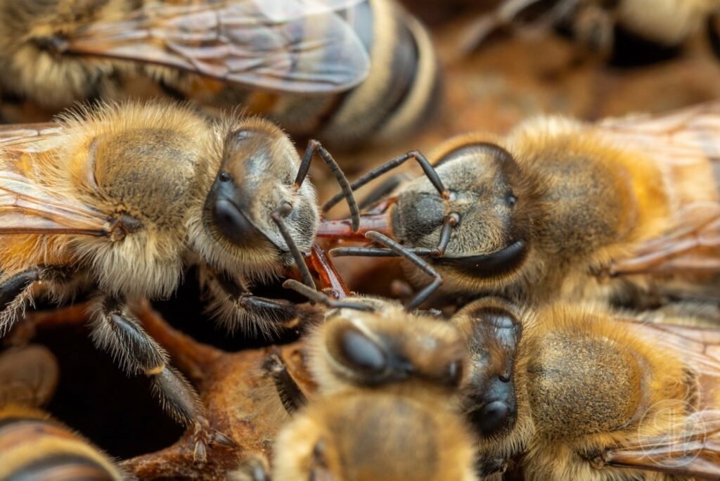 The forager bees transfer the nectar to other worker bees through a process known as trophallaxis.
