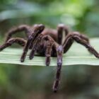 Do tarantulas throw their hair?