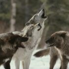 Do Alpha Wolves Really Exist?